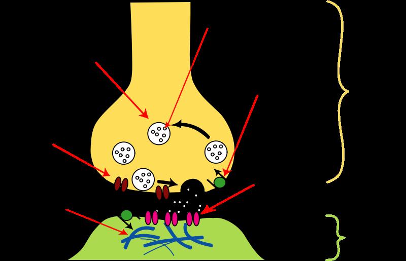 I neuroni fanno contatto chimico in specifiche giunzioni chiamate sinapsi Quando il segnale elettrico arriva al terminale dell assone lo iperpolarizza Questo attiva canali sensibili al