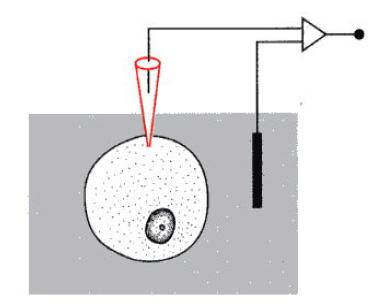 Misura del potenziale di membrana Il potenziale di membrana si misura con un circuito elettrico: un elettrodo metallico di Ag-AgCl immerso nella soluzione extracellulare collegato ad un