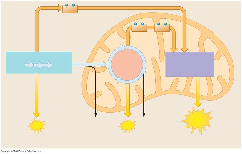 NADH Elettroni ad elevato contenuto energetico trasportati dal NADH NADH e FADH 2 Mitocondrio Glucosio GLICOLISI Piruvato Ciclo di Krebs FOSOFORILAZIONE OSSIDATIVA (catena di trasporto degli