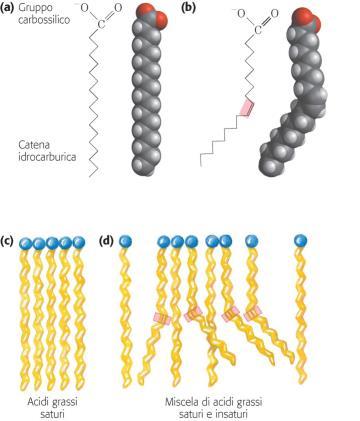 I grassi animali hanno molti acidi grassi saturi strettamente ammassati, di conseguenza sono solidi a temperatura ambiente.