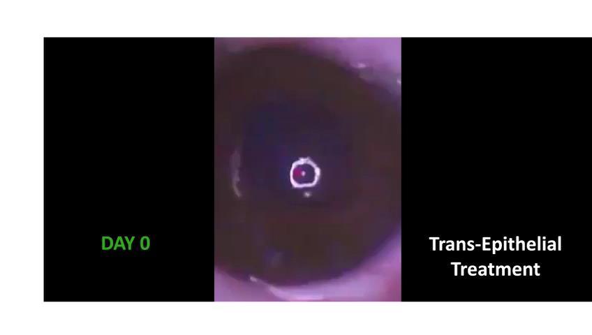 Applicazione del TES in-vivo su occhi di coniglio trattati per via trans-epiteliale Razionale: Valutazione in-vivo, su cornea di coniglio, sopposta a trattamento laser