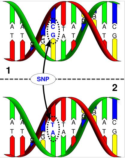 Single Nucleotide Polymorphism (SNP) Esempio: un soggetto eterozigote C/T Coppia di cromosomi omologhi In quella particolare posizione