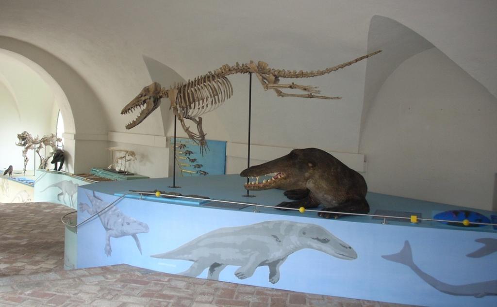 Archeo-ceti (antichi cetacei) Prima di salire alla Galleria dei