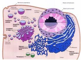 Il sistema lisosomiale Lisosomi (solo cellule animali) (x piante vd vacuolo; Biol.