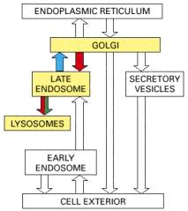 verso il lisosoma. http://www.ncbi.nlm.nih.gov/books/nbk26844/figure/a2366/?