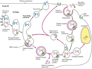 gov/books/nbk21744/figure/a4835/ LISOSOMI (1) I lisosomi sono organelli acidici che contengono una batteria di enzimi degradativi I lisosomi forniscono un eccellente esempio della capacità delle