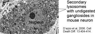 LISOSOMI (2) In alcuni casi i materiali portati all interno della cellula per endocitosi o fagocitosi sono anche essi degradati nei lisosomi: Endocitosi: processo mediante il quale materiali