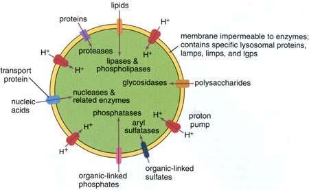 LISOSOMI (3) Tutti gli enzimi lisosomiali lavorano più efficacemente a ph acidi e vengono chiamati collettivamente idrolasi acide.