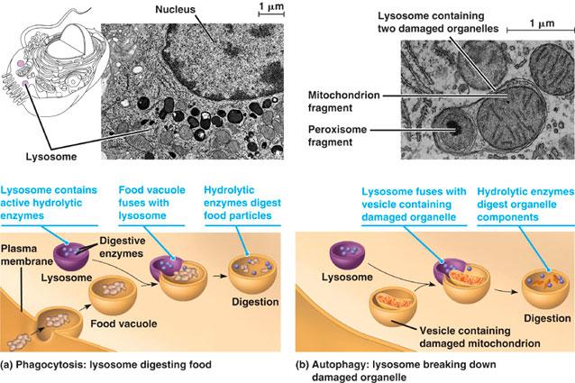 Sia i fagosomi che gli autofagosomi si fondono con i lisosomi formando fagolisosomi di grandi dimensioni, in cui i loro contenuto viene digerito.