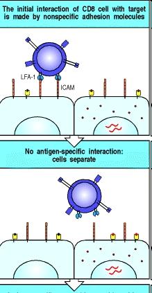 Lisosomi con ruoli nella secrezione Linfociti T citotossici (1) In certe cellule, i lisosomi