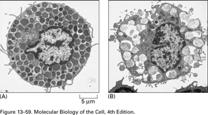 danni alla membrana plasmatica. http://users.rcn.com/jkimball.ma.ultranet/biologypages/l/lysosomes.