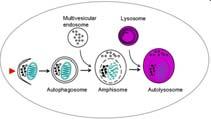 gov/books/nbk26870/figure/a2387/ «Mors tua vita mea» La fagocitosi come processo negli eucarioti unicellulari