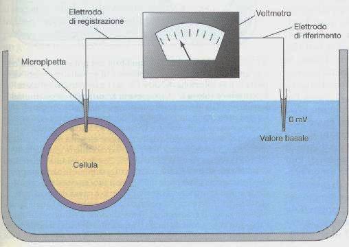 Potenziale di membrana Per convenzione l'elettrodo extracellulare fa da terra, cioè da riferimento ed è settato a 0 mv.