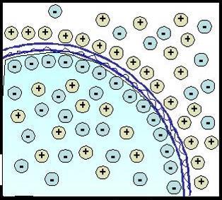 Potenziale di membrana La separazione di cariche a