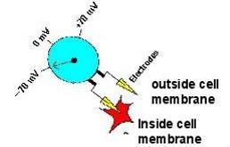 membrana, avviene solo a cavallo della membrana mentre