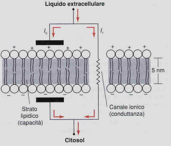 Equivalente elettrico della membrana I canali ionici attraverso cui passano le cariche elettriche dotano la membrana di una propria conduttanza elettrica.