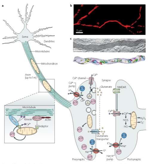 I neuroni contengono centinaia di mitocondri lunghe strutture che decorrono