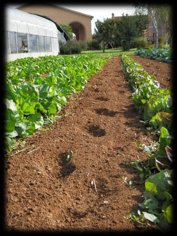 L impegno del centro Bigattera per l agricoltura sociale consiste nel: Favorire Sostenere Incentivare lo sviluppo di