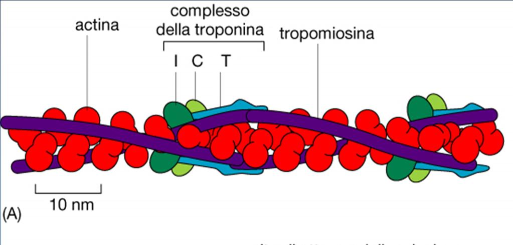 Come la contrazione muscolare dipende dal Ca ++?