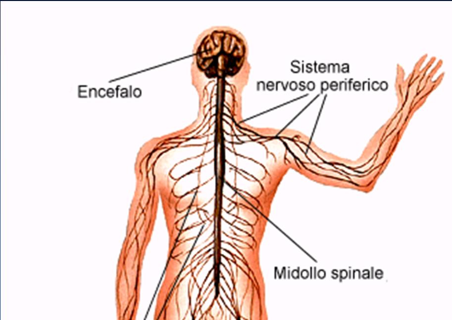 sistema nervoso centrale SISTEMA NERVOSO sistema nervoso periferico: comprende tutti gli organi