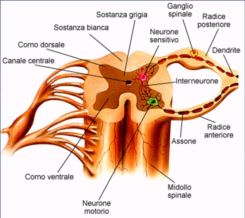 Sezione del midollo spinale Sezionando il midollo spinale si può notare che è costituito da una sostanza bianca periferica (formata da fibre nervose parallele tra loro che conducono lo stimolo