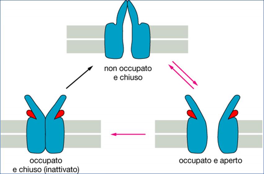 recettore dell acetilcolina Se l acetilcolina persiste per un tempo