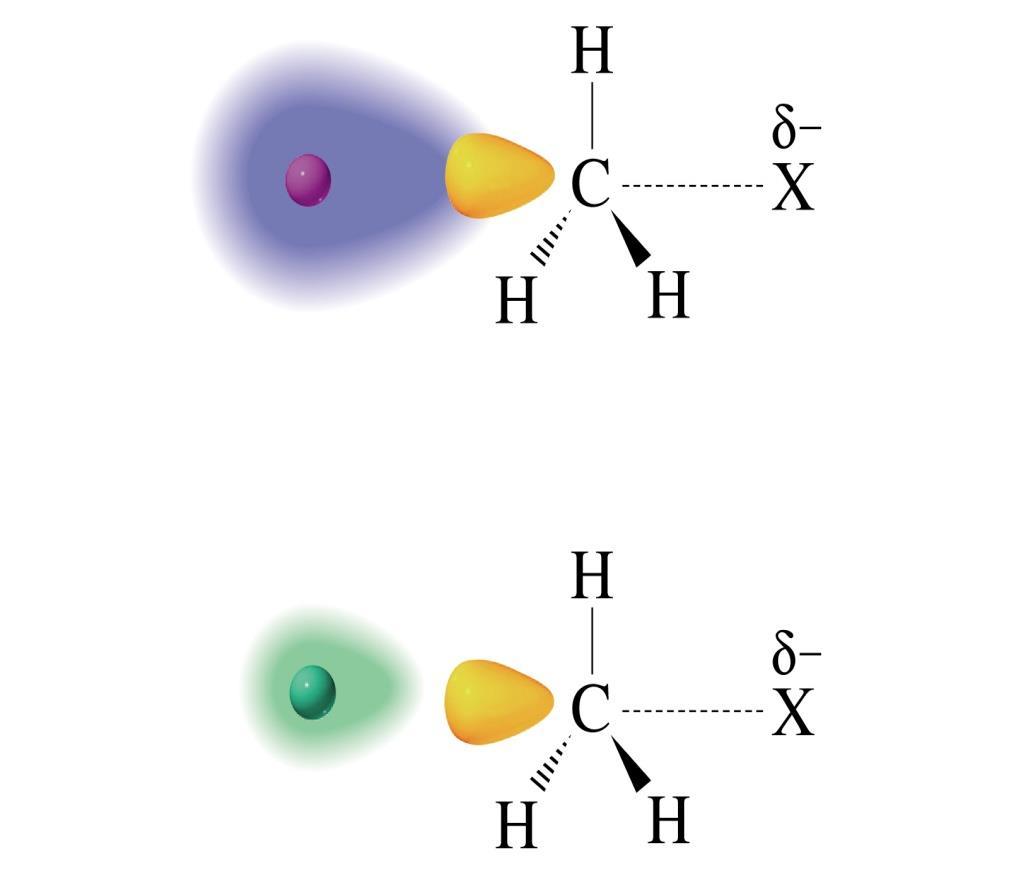 A parità degli altri fattori, atomi di maggiori dimensioni risultano più polarizzabili e per questo più nucleofili, potendo