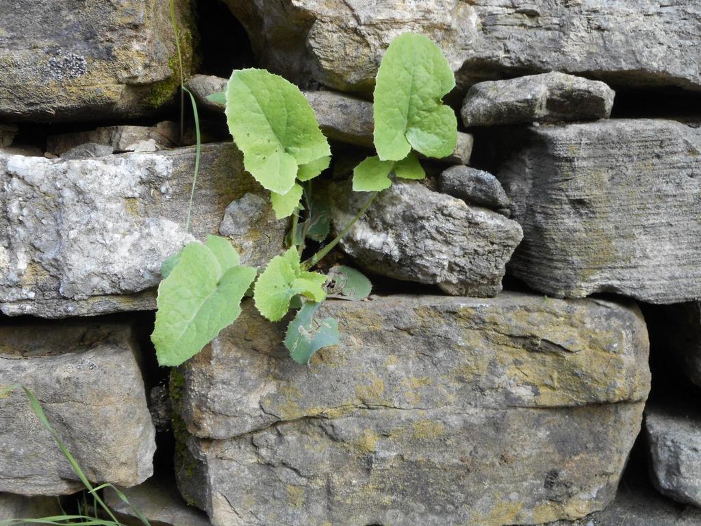 I muri in pietra qualcosa di più di un semplice manufatto: Elemento identitario della geologia del luogo, habitat di una specifica biocenosi,