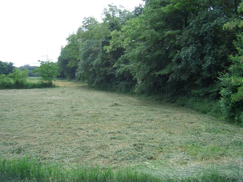 Rovari isole di vegetazione