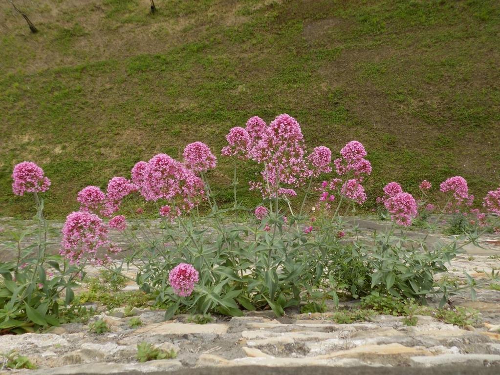 Chi nota il paesaggio minimo del muro?