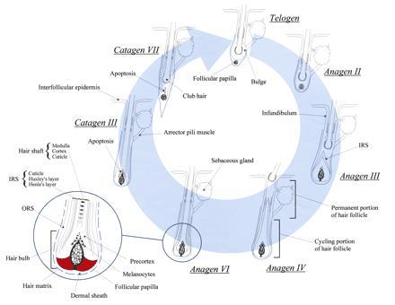 La PAPILLA DERMICA origina dalle cellule del DERMA. E continua con la guaina di tessuto connettivo del follicolo. Nei follicoli larghi la PD ha solo un vaso sanguineo nel centro.