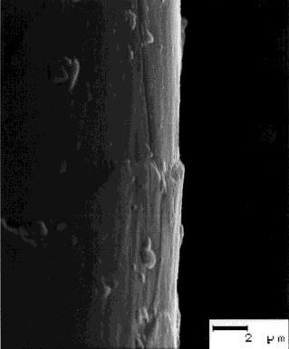 Cuticle Cell Scale Height