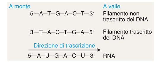 Dopo aver presentato una visione generale del flusso d informazione dal DNA all RNA al polipeptide, esaminiamo ora l intero processo in maniera più dettagliata.