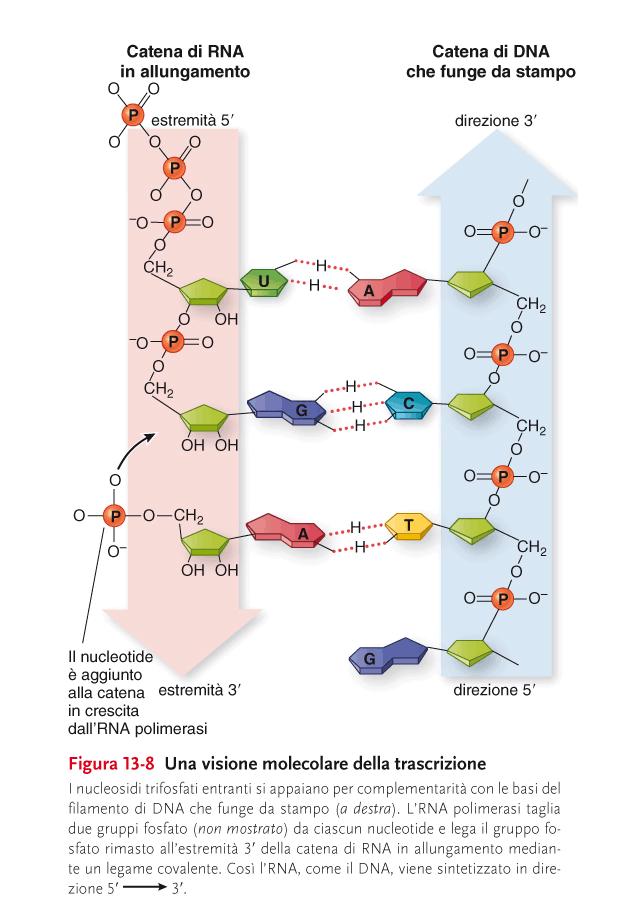 Come mostrato nella Figura, il primo nucleotide all estremità 5 della molecola di mrna in corso di sintesi trattiene il gruppo trifosfato, mentre nella fase di allungamento due fosfati vengono