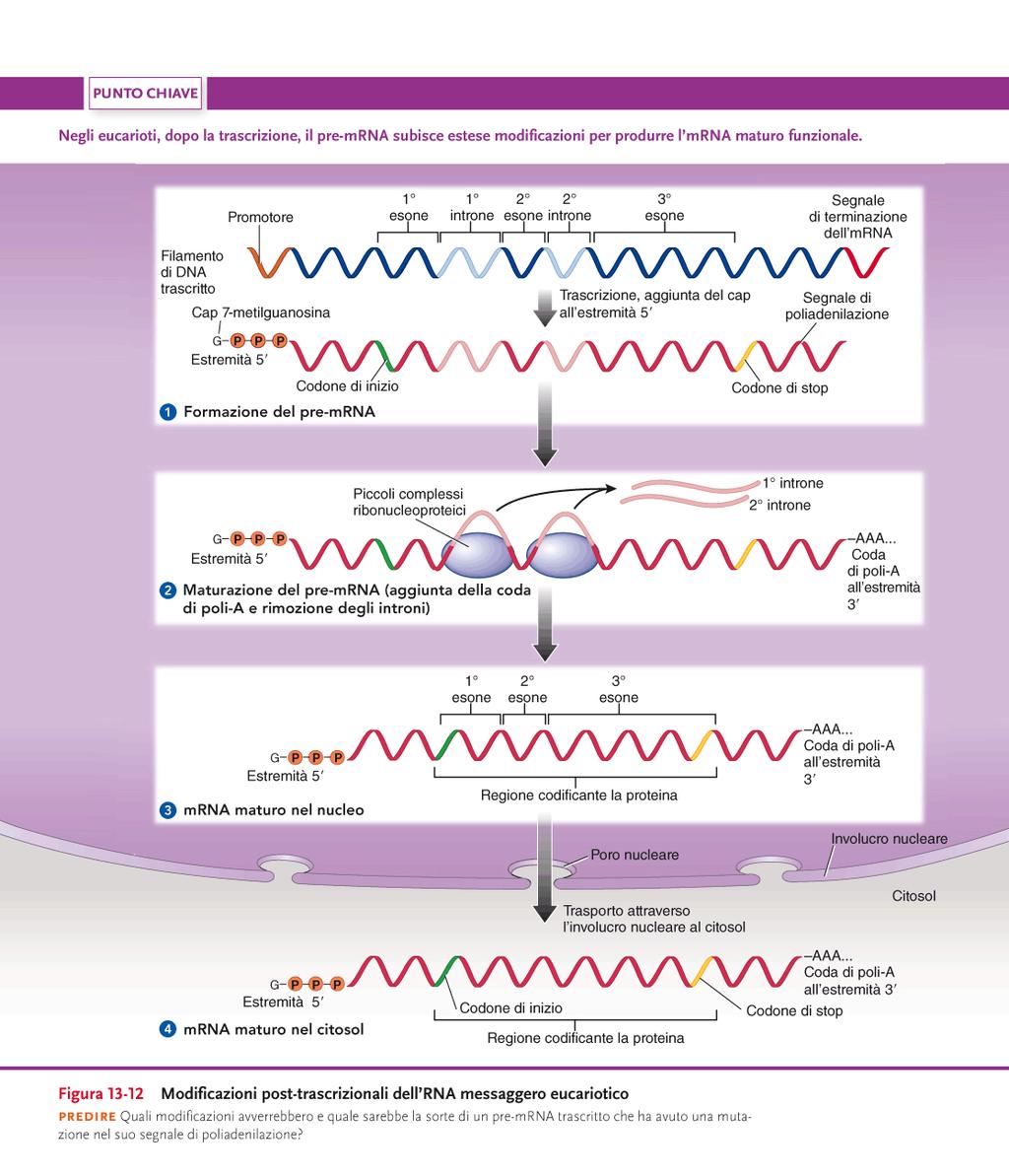 Si ritiene che l aggiunta del cap protegga l mrna dalla degradazione da parte di alcuni enzimi e che ciò possa essere parzialmente responsabile del fatto che gli mrna eucariotici sono molto più