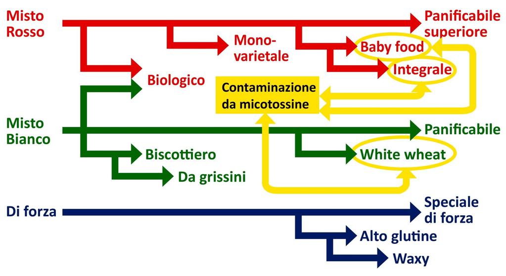 Linee evolutive della cerealicoltura