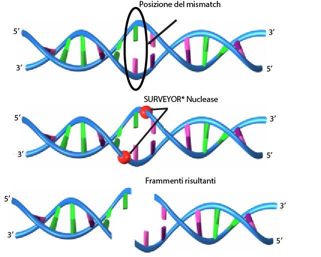 3 Principi di funzionamento del dosaggio di rilevamento di una mutazione SURVEYOR Scan NRAS Figura 1 Sequenze kit di rilevamento della mutazione SURVEYOR Scan per lo screening di KRAS e NRAS Per