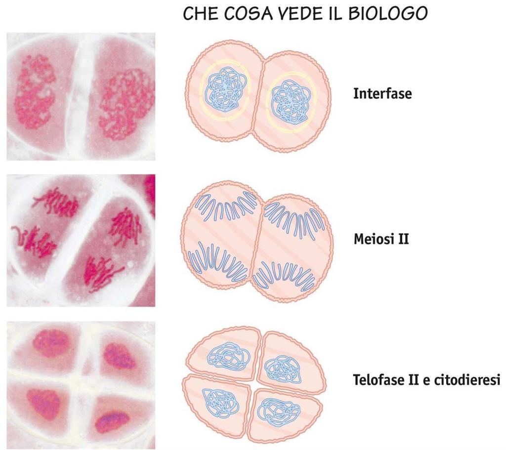 5. La divisione meiotica e la