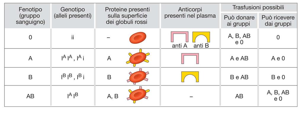 9. Modelli di trasmissione dei caratteri I gruppi sanguigni umani sono determinati da un