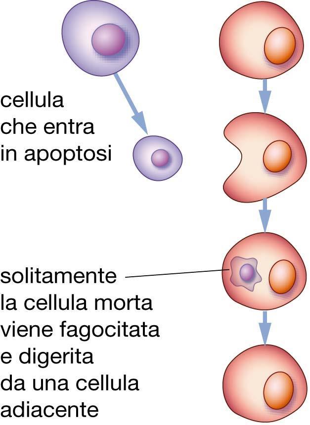 1. La vita delle cellule L apoptosi è un