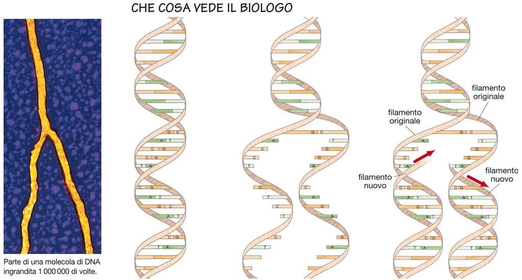 2. Il DNA e i cromosomi Il