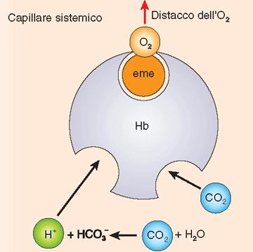 Tessuti: la bassa PO 2 favorisce il legame della CO 2 con l