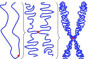 Cosa succede a tutti i cromosomi della cellula prima della