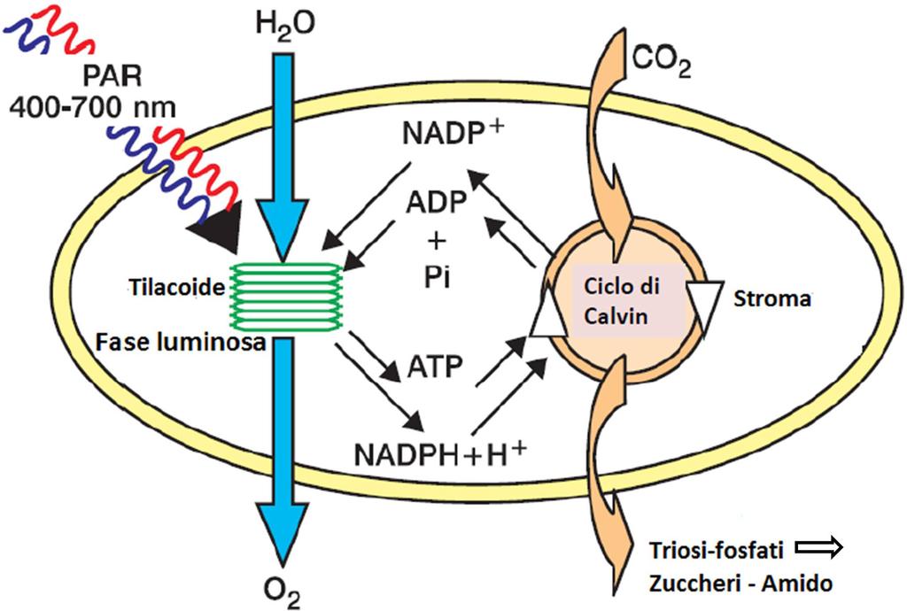 La fotosintesi 15 Figura 1.1 Le due fasi della fotosintesi e la loro interazione all interno del cloroplasto.