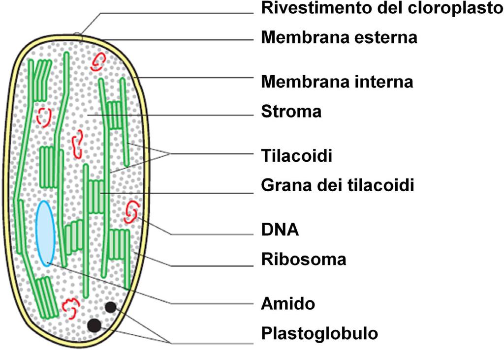 in cui si verifica l organicazione della CO 2 con la produzione di zuccheri (composti organici) (da http://www.cartage. org.lb/en/themes/sciences/botanicalsciences/photosynthesis/photosynthesis/psoverview.