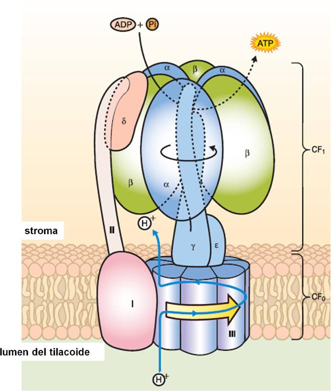 di clorofilla; A 1 = fillochinone (vitamina K1); proteine ferro-zolfo F X, F A e F B ; PC = plastocianina; Fd = ferredossina; FNR = ferredossina-riduttasi (da http://www.absoluteastronomy.