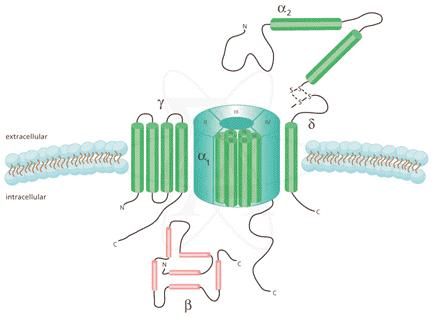 Ca2+