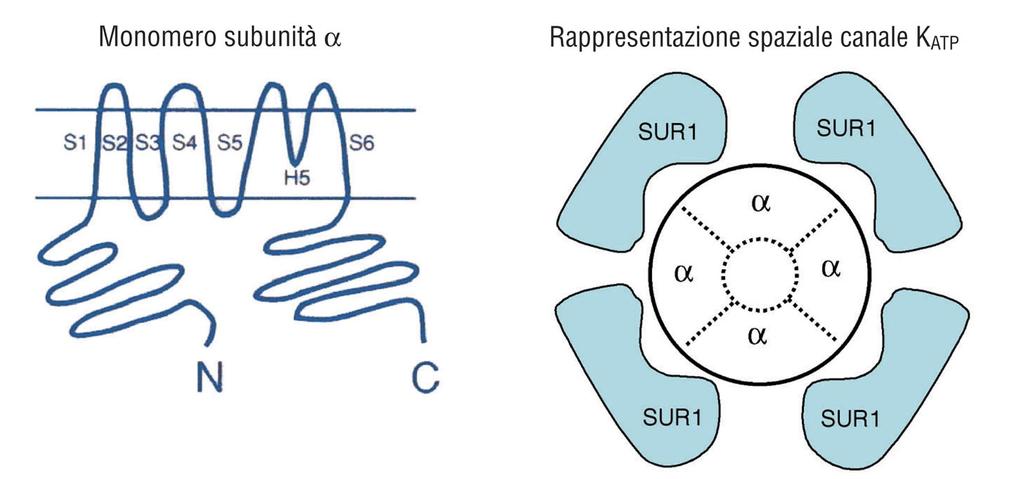 Struttura del