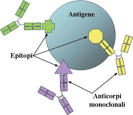 Legame antigene-anticorpo L anticorpo riconosce e si lega a specifici elementi strutturali dell antigene