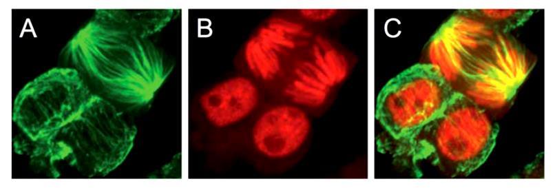 Colorazioni combinate L uso combinato di più colorazioni complementari, vale a dire che emettano fluorescenza in zone diverse dello spettro, permette